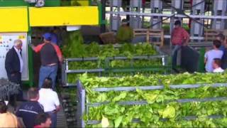 Tobacco Container Loading station impianto del tabacco verde [upl. by Adnilg149]