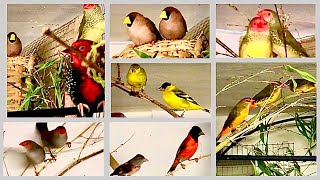 Finch Aviary with Waxbills  Visit a bird breeder  Bird Aviary Indoor [upl. by Sinnal130]