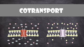 Cotransport  Cell Biology [upl. by Os]