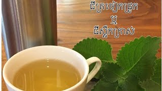 ជីស្លឹកត្រចៀកជ្រួក រឺ ជីស្លឹកក្រាស់Special Herbal ហូបទៅត្រជាក់ខ្លួន ក្អកស្លេសបាត់  Sopheak KH [upl. by Elvyn]