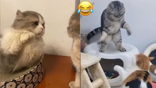 Feisty Cats Adorable Feline Fights Compilation [upl. by Aneela755]