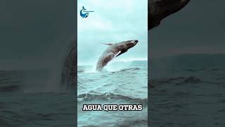 ¿Por qué Las Ballenas Saltan [upl. by Ahsehat]