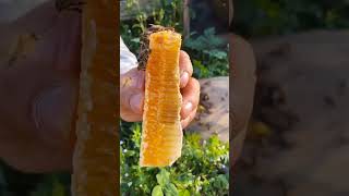 eating pure honeycomb honey honeycomb ASMRhoney [upl. by Lalittah]