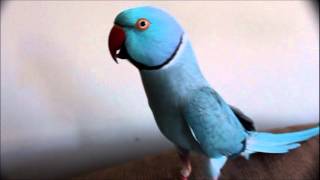 Sounds of Skyler the Indian Ringneck Parakeet [upl. by Anitsrik673]