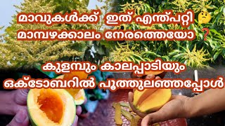 കാലംതെറ്റി പൂത്ത മാവുകൾ 🤔കുളമ്പും കാലപ്പാടിയും നേരത്തെ പുത്തപ്പോൾ 🥰mangofruitmalayalamkalappadi [upl. by Nywrad]