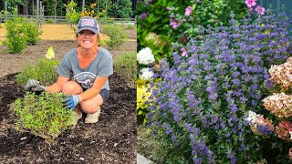 PLANTING BEYOND MIDNIGHT CARYOPTERIS  MINI GARDEN TOUR [upl. by Gerrard]