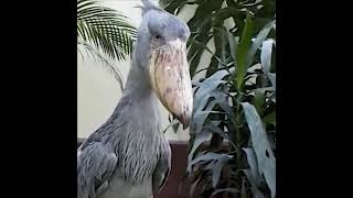 Shoebill  Balaeniceps rex  Bicodetamanco  Bicodesapato  Cegonhabicodesapato shorts [upl. by Wagshul]