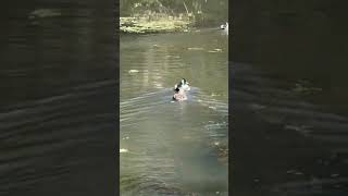 Pair of ducks swimming in CampO canal Potomac Maryland in fall whether [upl. by Aniryt]