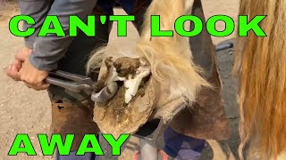 Best Horse Hoof Trim Ever [upl. by Imekawulo]