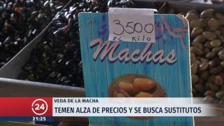 Veda de machas por cinco años ¿Qué sustitutos hay  24 Horas TVN Chile [upl. by Anatlus]