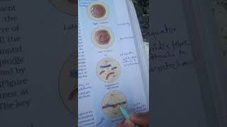 cell cycle  neet ncert biology neet [upl. by Artimas]