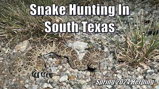 I Drove To Southern Texas And Found NINE Snakes [upl. by Nylloc509]