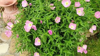 oenothera speciosa rosea [upl. by Nwahsor]