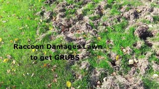 Lawn Damage from Raccoons  Grubs are the Real Problem [upl. by Anaiek419]