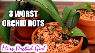 3 worst Orchid diseases  root stem and crown rot [upl. by Yeltnerb278]