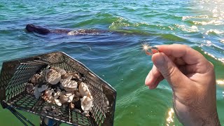 Manatees and GOLD Beach Metal Detecting [upl. by Ateiluj97]