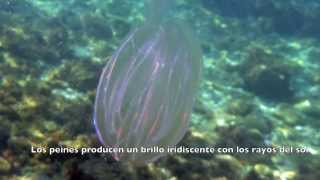 Mnemiopsis leidyi ctenóforo invasor en el Mediterráneo [upl. by Oicul]