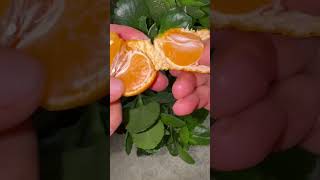 Tangerine 🍊 mandarin fruit 🍋‍🟩 ✂️ cut mandarin tangerines [upl. by Abehshtab]