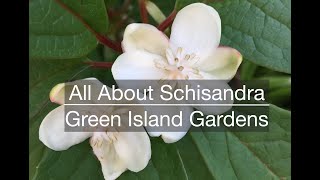 All About Schisandra [upl. by Hyams530]