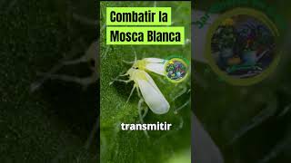 Guía para Combatir la Mosca Blanca Cómo Proteger tus Plantas [upl. by Lamraj]