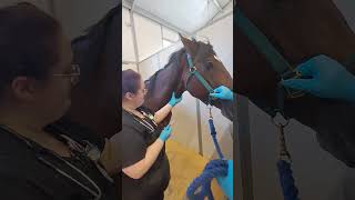 Penn Foster Externship 2 Skill 40 Equine Venipuncture [upl. by Emanuela]