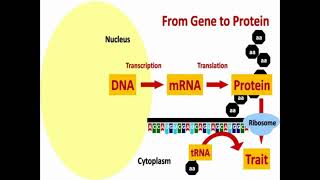 From DNA to Protein [upl. by Jochbed800]