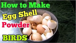 HOW TO MAKE EGG SHELL POWDER FOR BUDGIES BIRDS [upl. by Lisette]