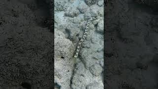 Gurnard runs away from snowflake eel fish snorkeling hawaii oahu hanaumabay travel [upl. by Yddur]