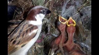 Sparrow feeding their chicks in the nest [upl. by Aggi]