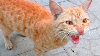 Cat in Heat🔥 Cat Calling for Meeting  Cat Mating Call SoundsCat Voice  cat noisesCat heat sound [upl. by Alyaj]