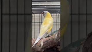 Gould Amadine Kuning Kepala Abu birds finchindonesia aviary lovebirds finch gouldamadine [upl. by Hillman]