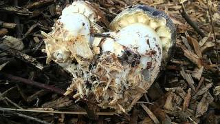 Spring Harvest of Wine Cap Mushrooms [upl. by Elehcim]