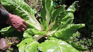 Blettes  légume quasi perpétuel au potager [upl. by Jaella]