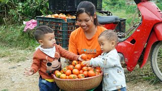 new farm design  harvesting ripe tomatoes  teaching Dung to read  Ly Thi Ngoan [upl. by Bekah153]