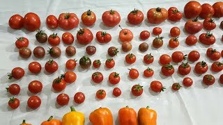 Hydroponic Tomato Plant Sucker UpdatePart 4 KRATKY HYDROPONIC SYSTEMMETHOD [upl. by Menard919]