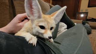 Fennec Fox SnuggleTime 🦊😍🦊😘 [upl. by Neeham59]