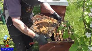 Wo sind die stechlustigen Bienen Schwarmkontrolle bei SevenofNine [upl. by Netsirhk]