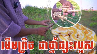 មើមព្រិច ជាថ្នាំផ្សះរបួសបានយ៉ាងពូកែ  Advantage of​ Bambou Mini [upl. by Alexandr]