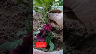 Petunia planting propagation ll youtubeshortssubscribeshorts viralvideoyoutubvideo [upl. by Edia206]