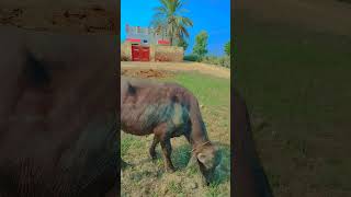 music arabic cow 4october animals топ farming love [upl. by Llenra775]