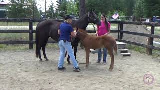 Foal choosing to stand square after bodywork [upl. by Yragerg]