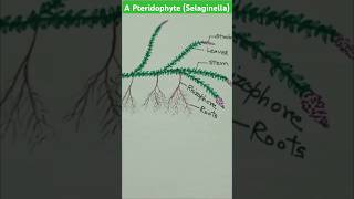 Selaginella  spikemoss pteridophyte  botanydigrams [upl. by Puto424]