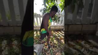 WodeMaya Harvests Mangoes In Jamaica 🇯🇲 [upl. by Kalasky]