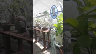 Bonsai garden ASMR bonsai bonsaitree bonsaicare bonsaicollection [upl. by Nele]