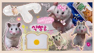 🐹 골든햄스터 땅굴 만들기  관음존  식빵굴  햄토피아  케이지 대청소  🐹 [upl. by Retsila]