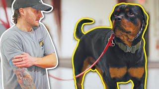 CAN I TRAIN THIS POWERFUL STUBBORN ROTTWEILER [upl. by Obnukotalo520]