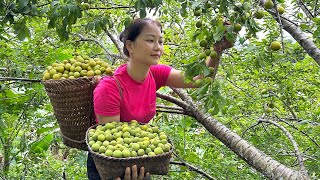 Harvest Apricot Fruit Goes to the market sell Help PRIMITIVE SKILLS banana plantation  Hoàng Hương [upl. by Ettigdirb]