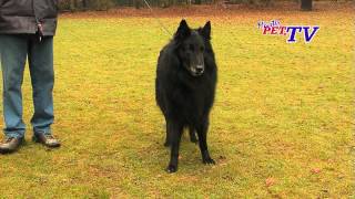 Groenendael  Belgischer Schäferhund Informationen zur Rasse [upl. by Best]