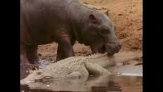 Hippo Vs Crocodile at the water hole Killing Frenzy [upl. by Jamey62]