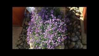 Aubretia in flower help and care Stunning HD [upl. by Larimore]